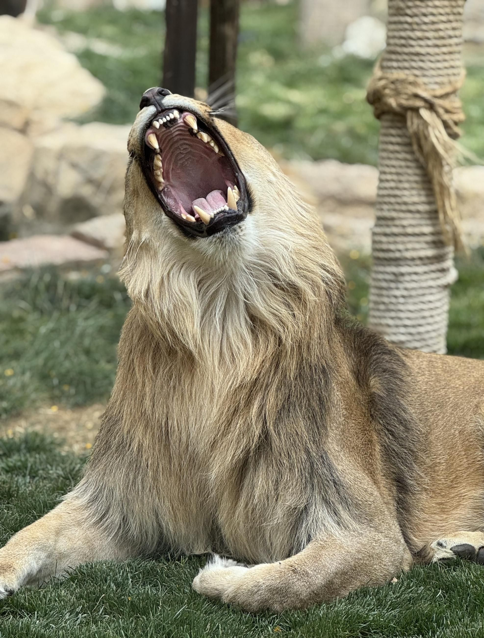Así es Amaru, el león que ha sobrevido a una grave operación en Tabernas