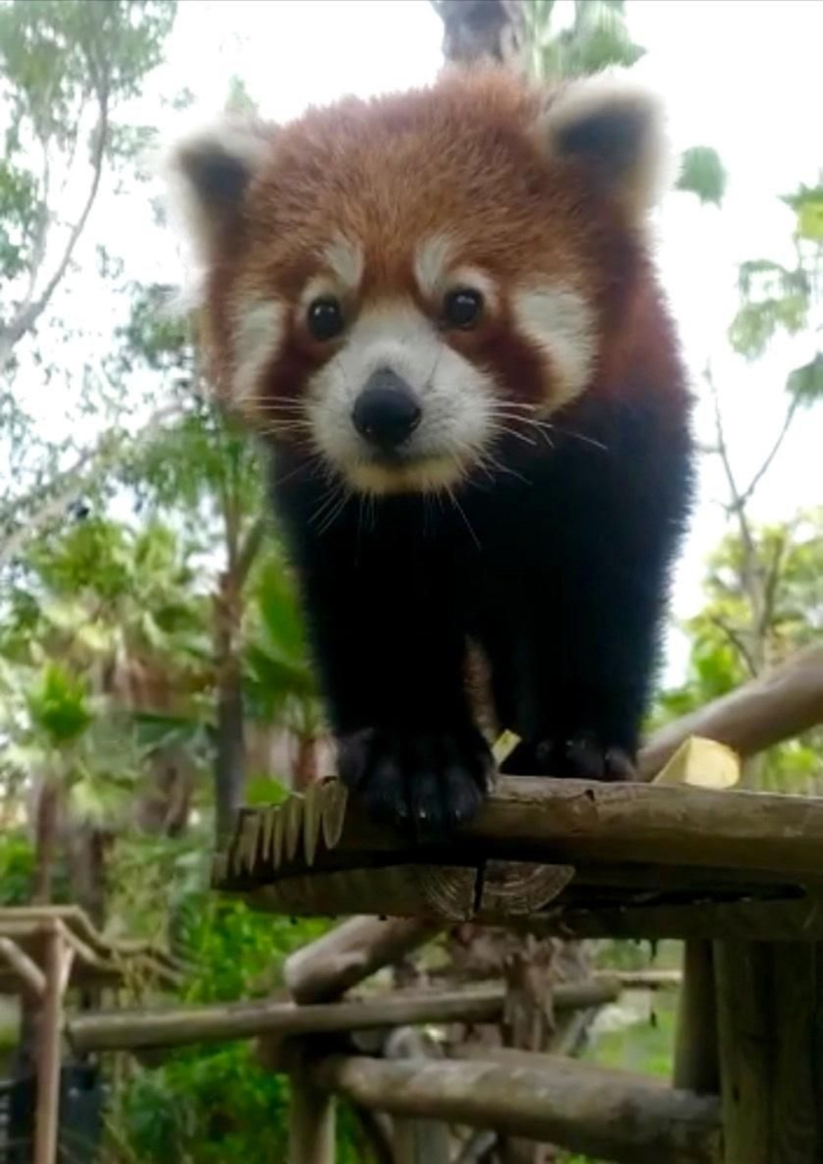 Selwo Aventura recibe un panda rojo macho, una especie en peligro de extinción
