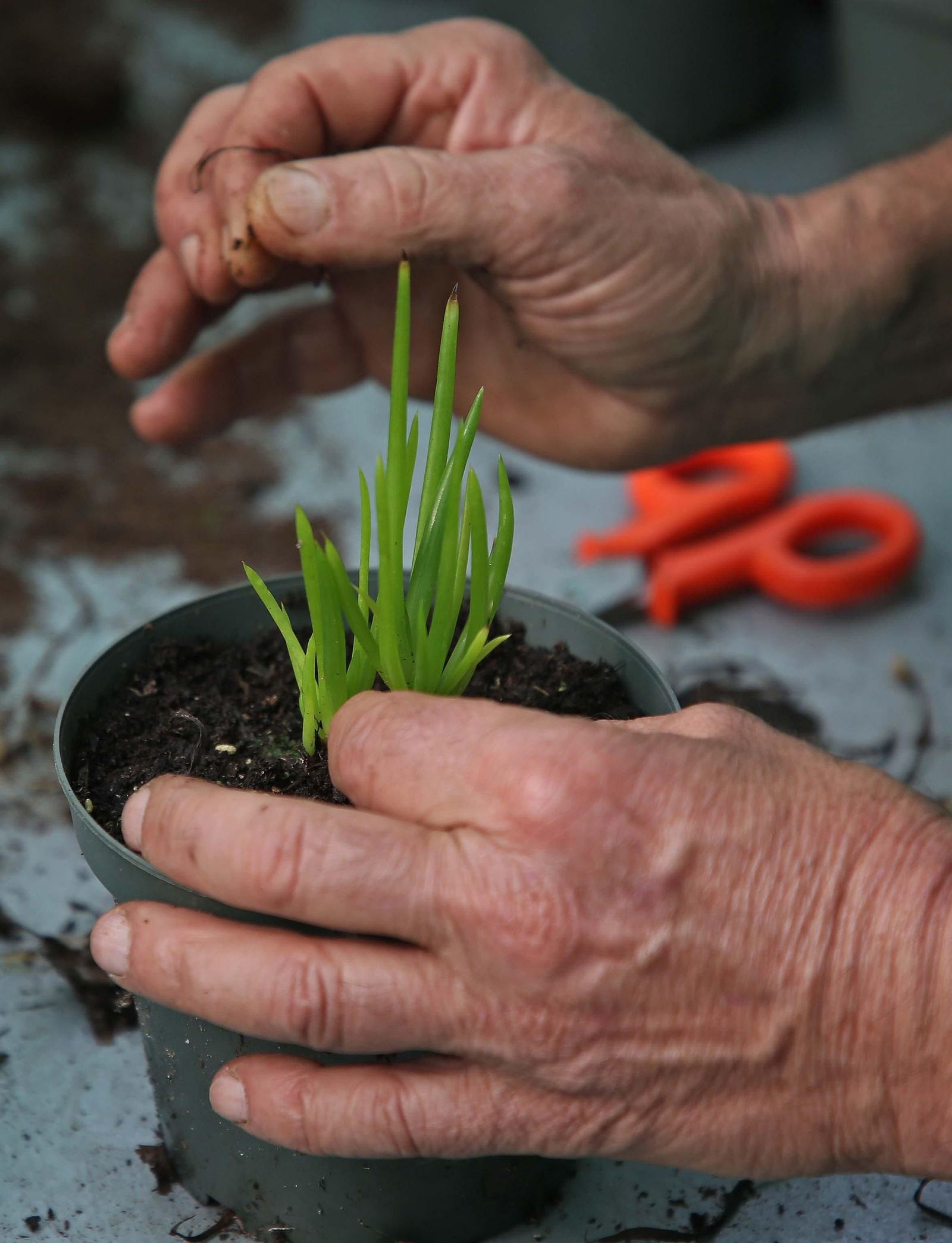 Fotos del vivero municipal de Algeciras