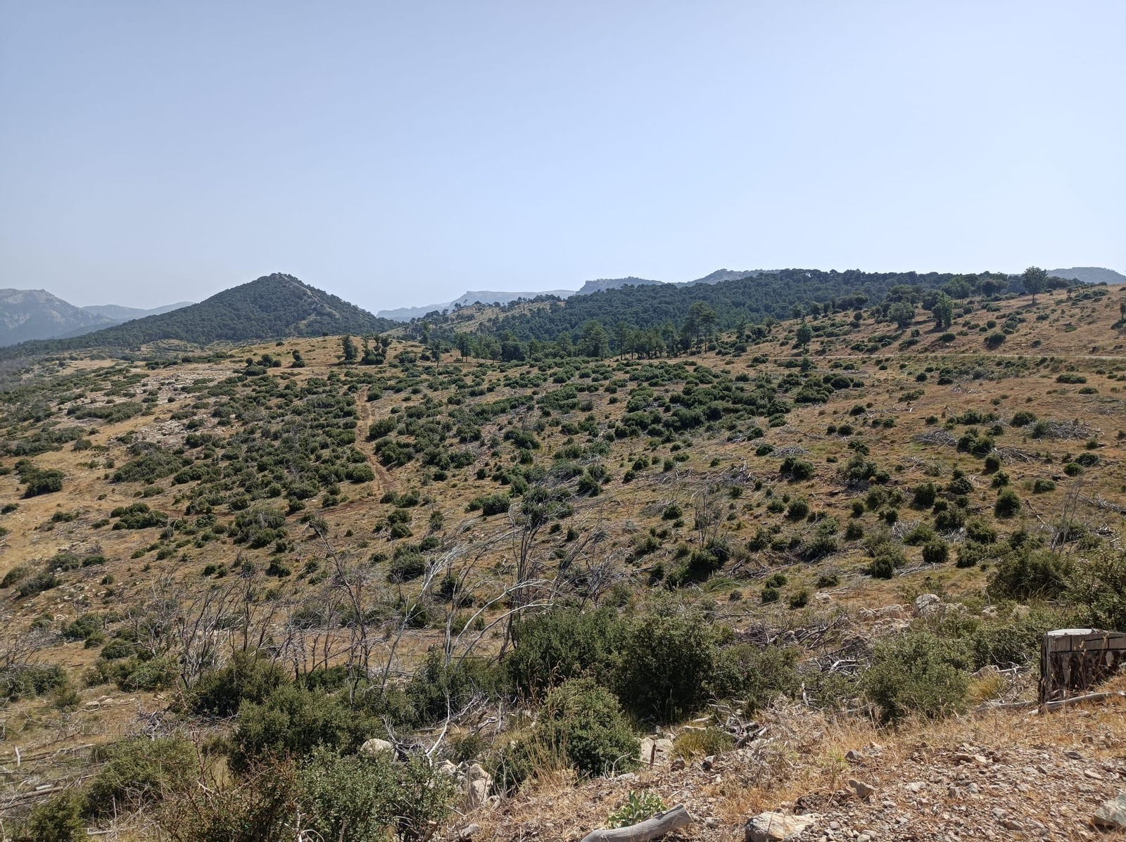 Así se regenera Segura de la Sierra tras el incendio forestal de 2017 Así se regenera Segura de la Sierra tras el incendio forestal de 2017