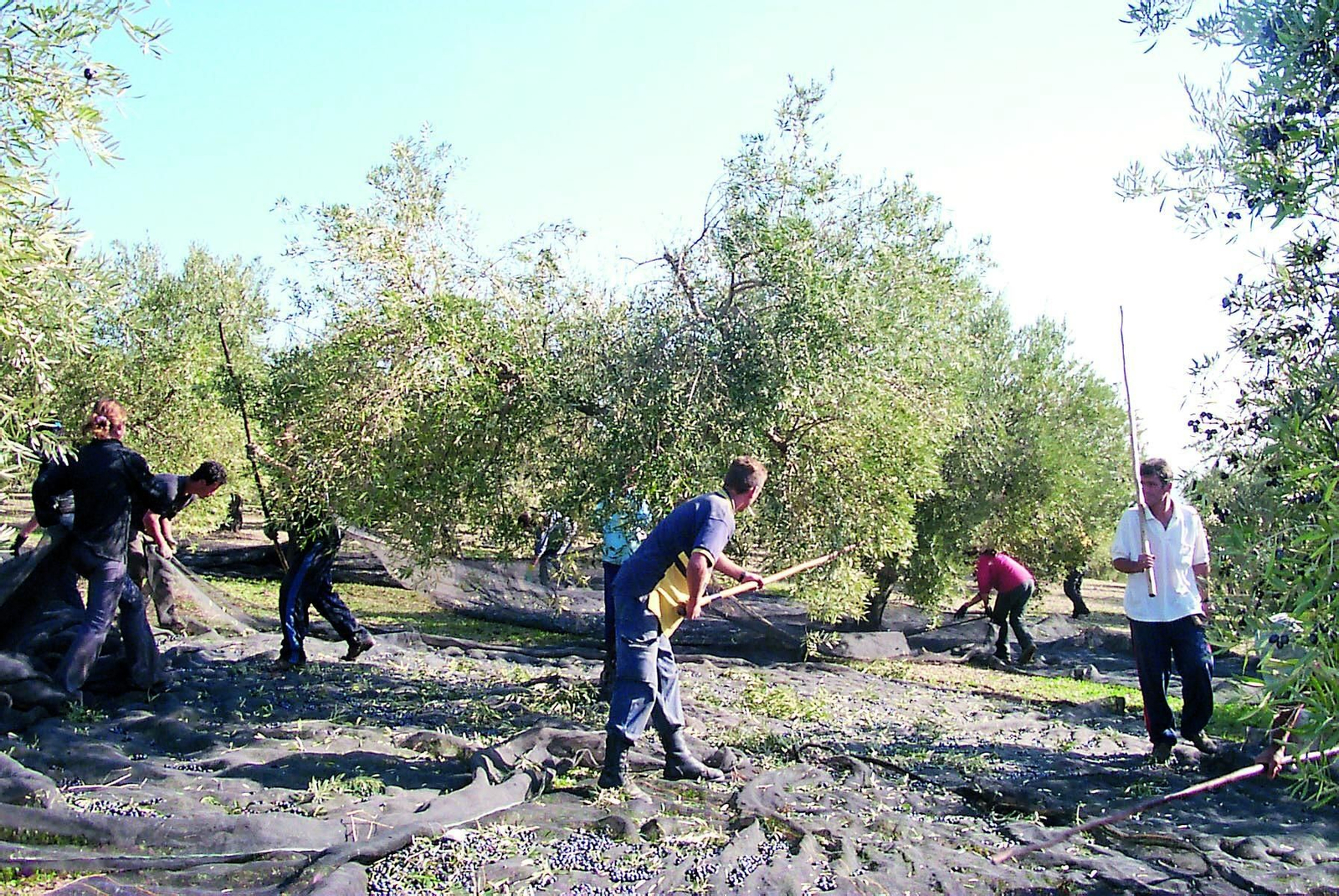 Varios jornaleros trabajan en la recolección de la aceituna en Córdoba.