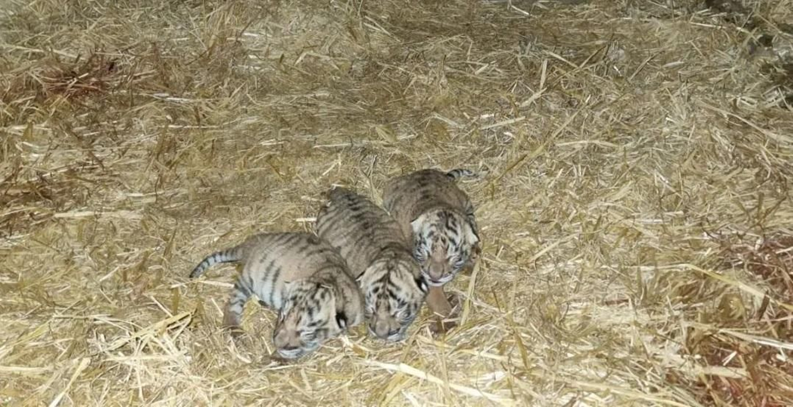 La camada de Tigres de Bengala en la reserva La Pequeña África de Jimena.