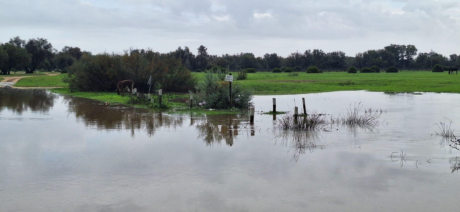 Imagen de ayer desde el Puente del Caño Marín, dentro de los límites del Parque Nacional de Doñana.