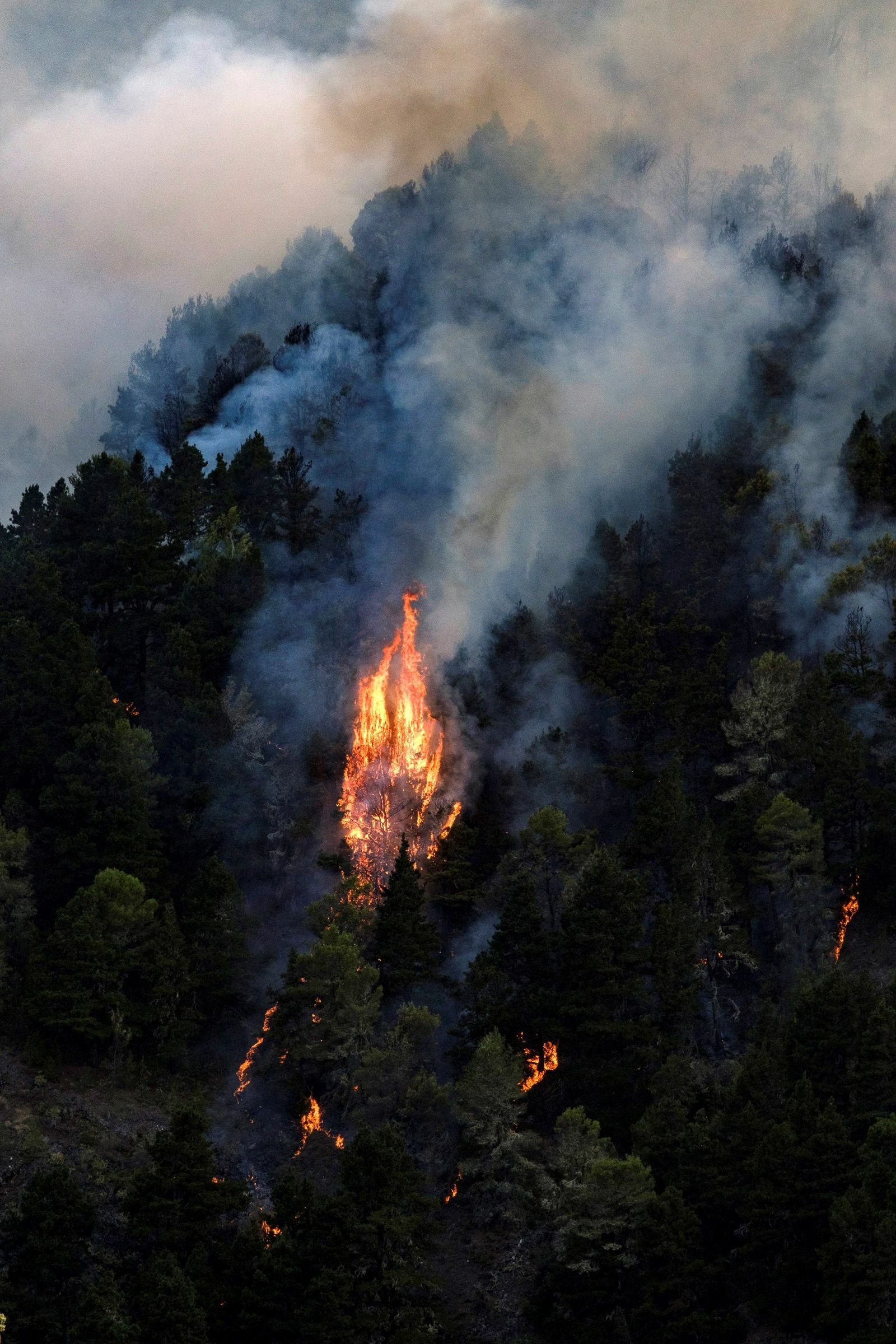 Las imágenes del incendio forestal en Gran Canaria.