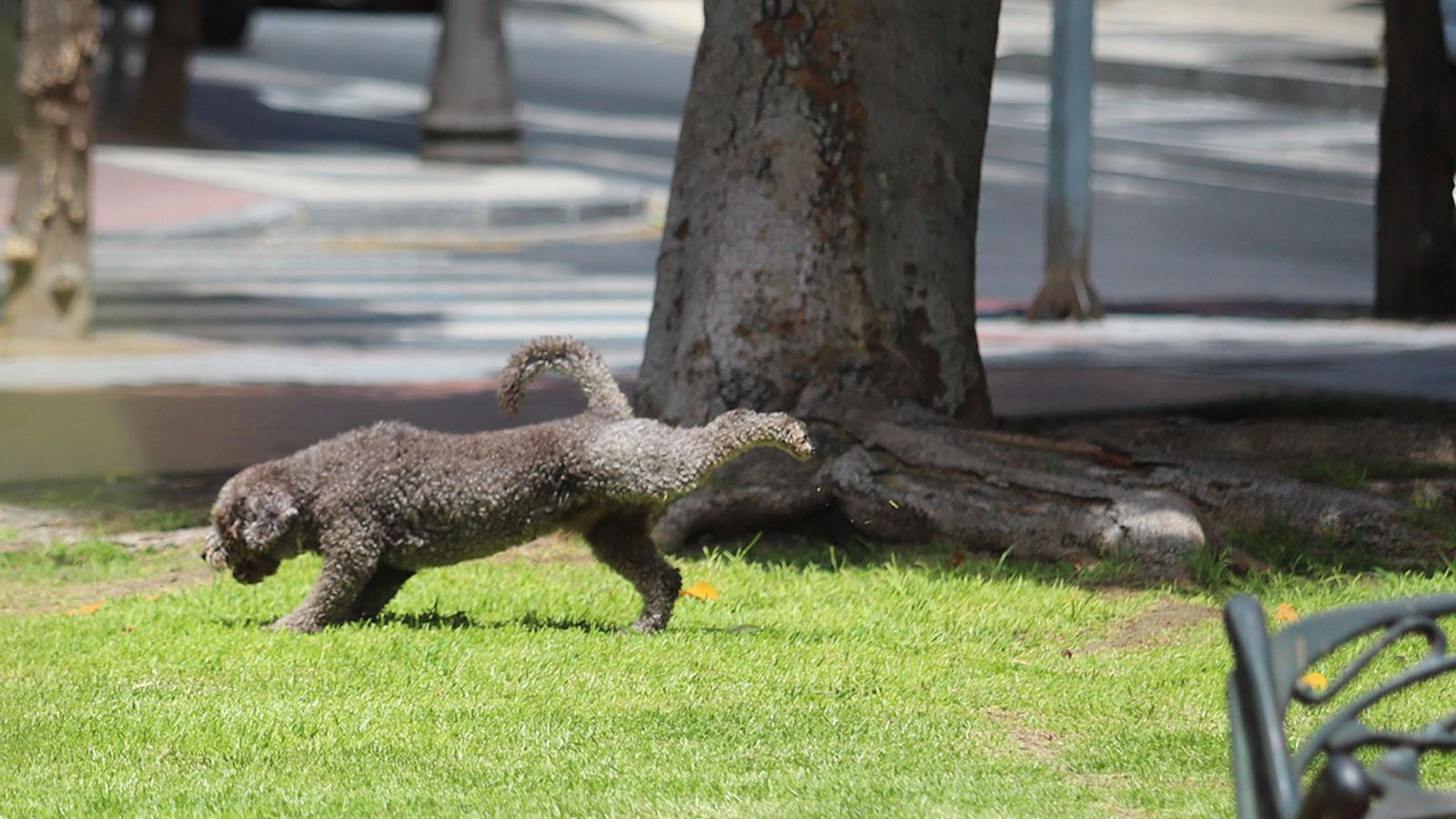 Las zonas públicas se llenan de heces caninas que en muchas ocasiones no son recogidas