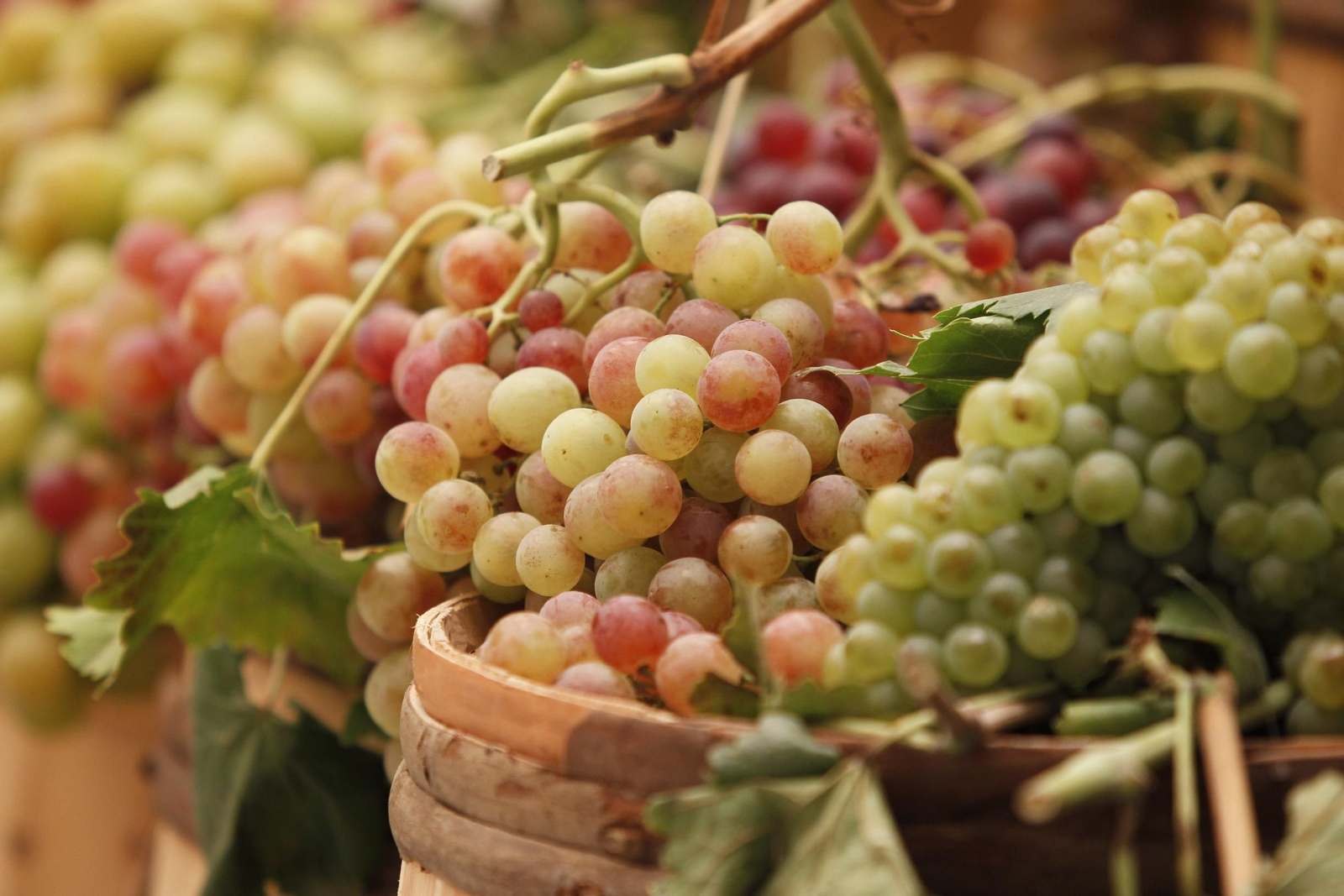 Las imágenes de la XIII Muestra de Variedades Históricas de Uvas de Mesa de la Provincia