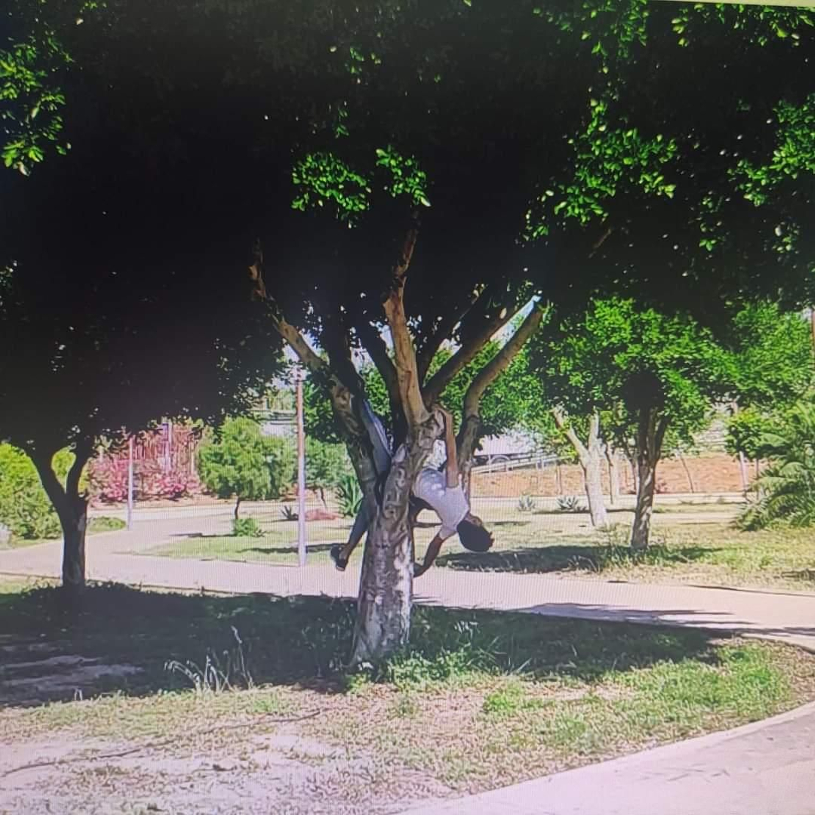 Una de las víctimas salió despedida tras la explosión y quedó suspendida en uno de los árboles del recinto ferial.