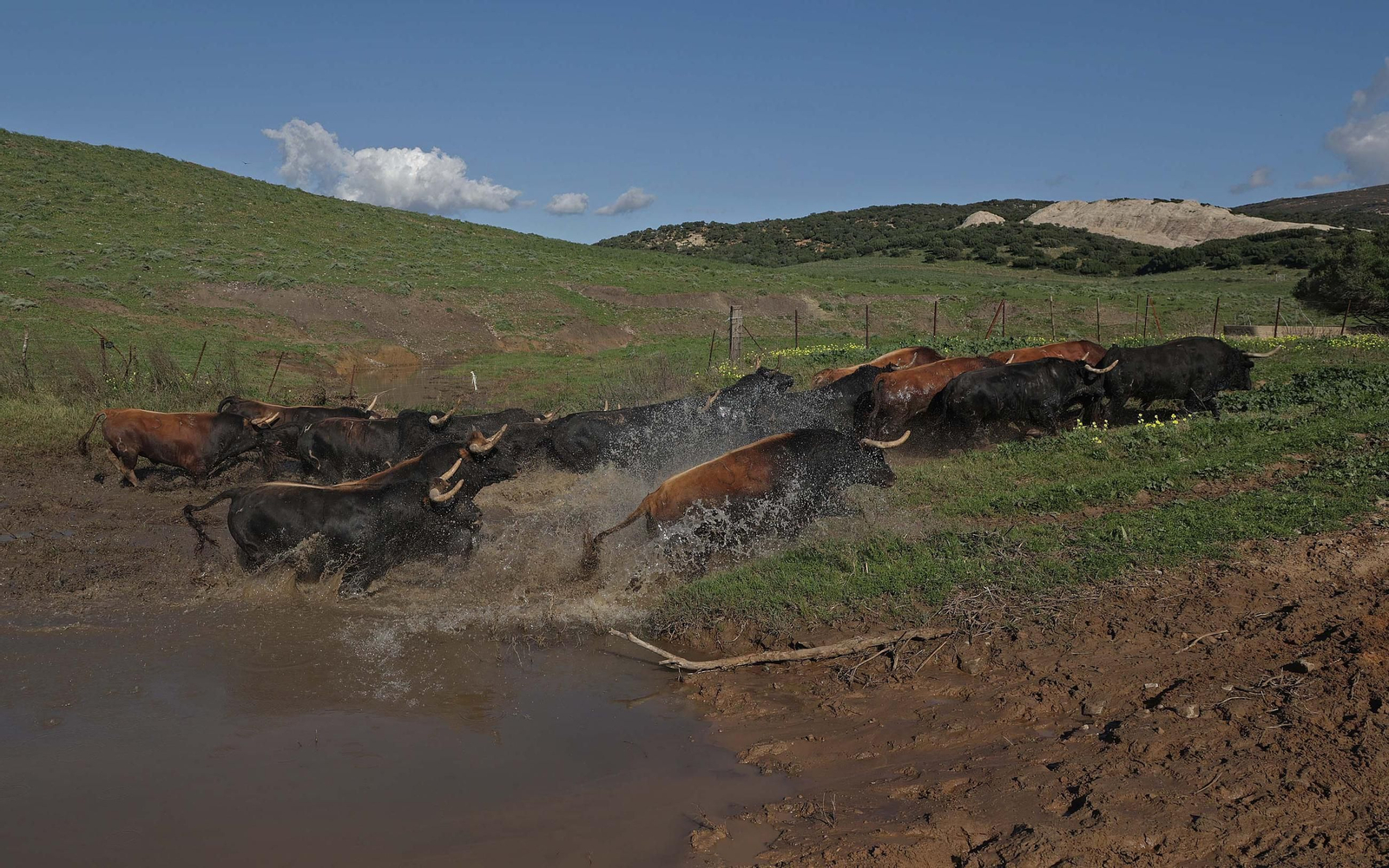 Los toros de La Palmosilla repiten en Pamplona por quinto San Fermín consecutivo, en imágenes