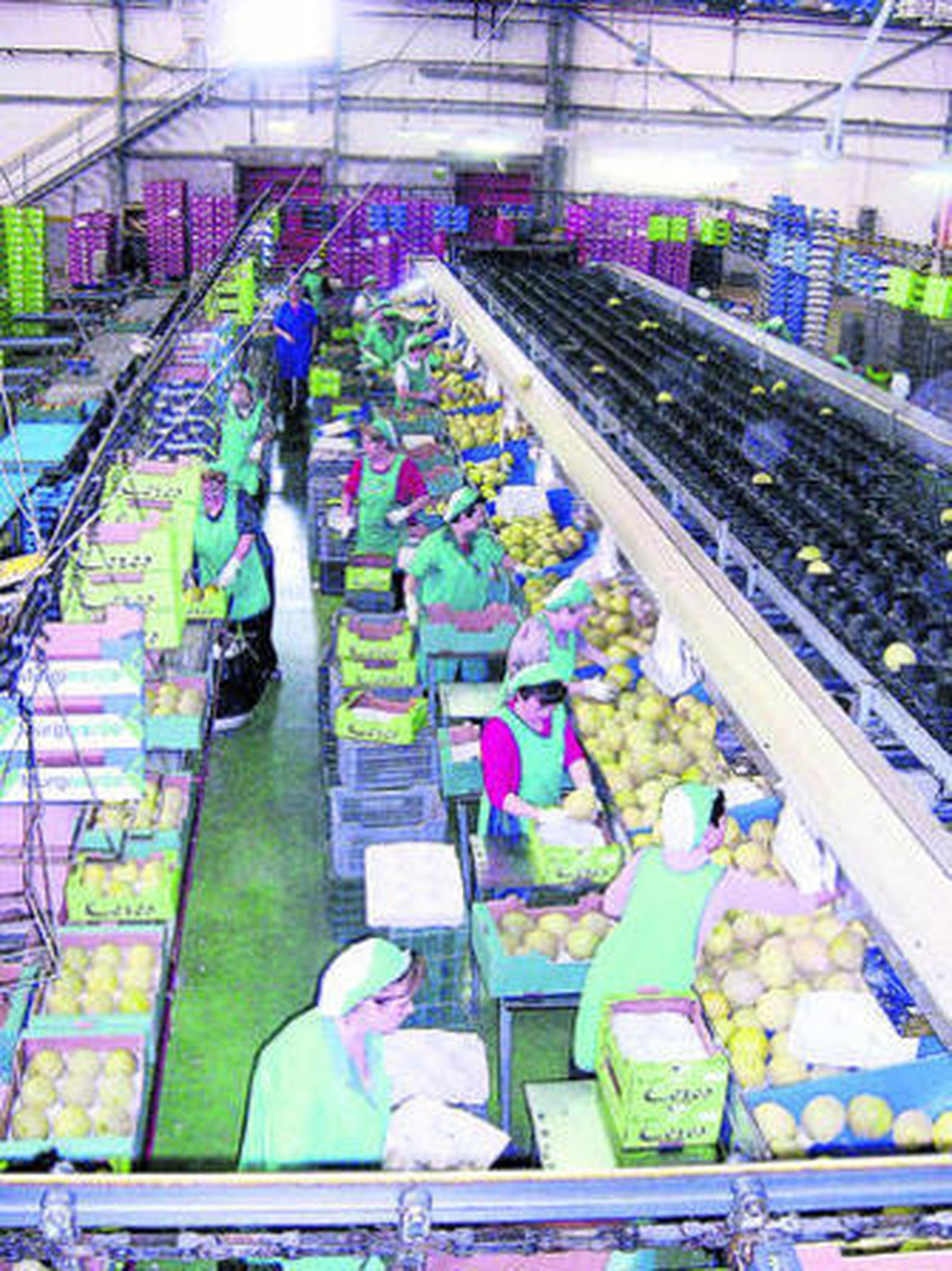 La cooperativa cuenta con cuatro centros de manipulado en los que llegan a trabajar 1.200 personas en los meses de más actividad.