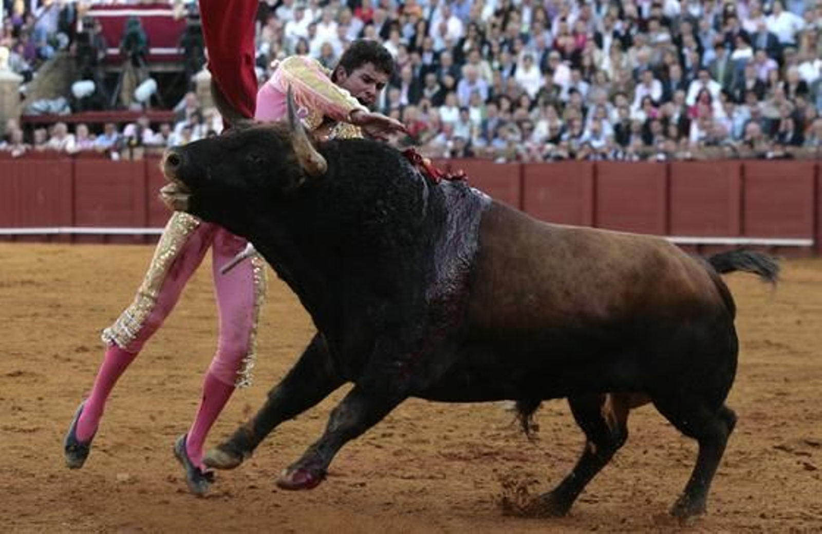 El sevillano Daniel Luque con el tercero de la tarde en la treceava del abono de La Maestranza.

Foto: Juan Carlos Muñoz