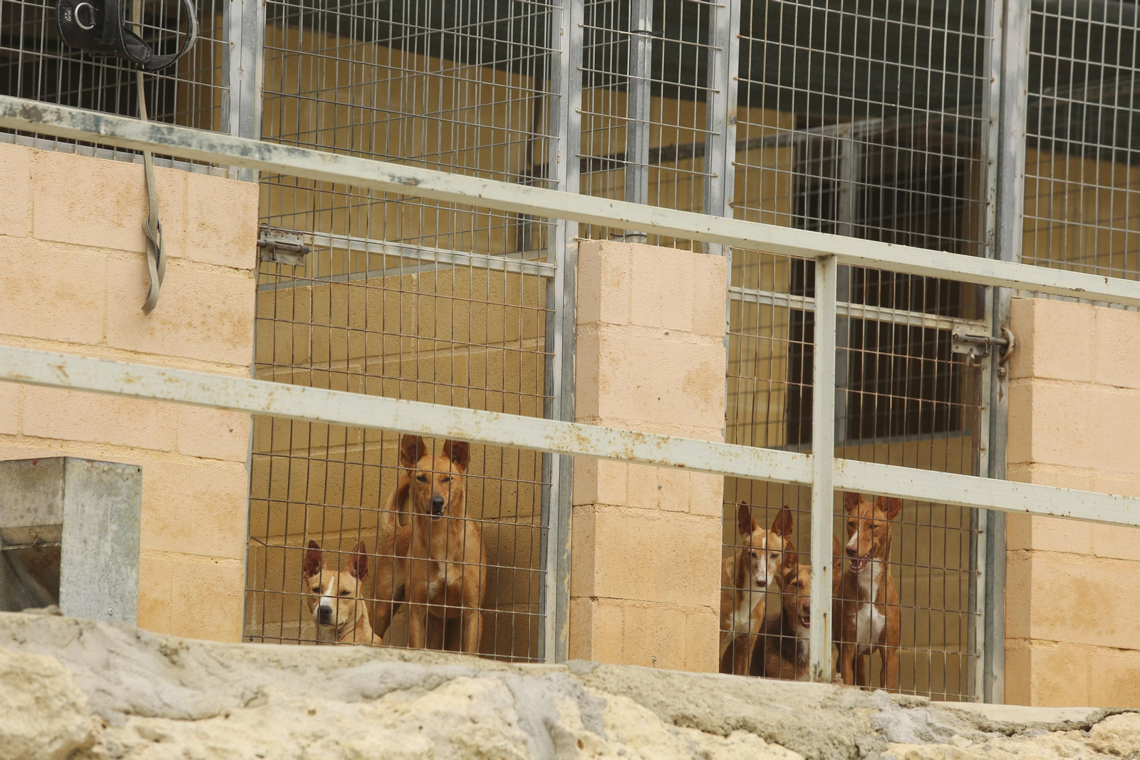 Las fotos de los animales de la Protectora de Málaga Las fotos de los animales de la Protectora de Málaga