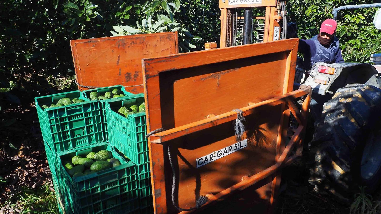 Un tractorista recoge a pie de árbol con una paletizadora tabales de aguacates recién recolectados en Valdeoscuro (Gibraleón) Un tractorista recoge a pie de árbol con una paletizadora tabales de aguacates recién recolectados en Valdeoscuro (Gibraleón)