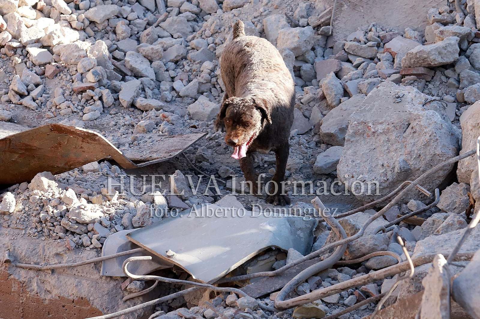 Imágenes del simulacro de los Bomberos de Huelva con la Unidad Canina