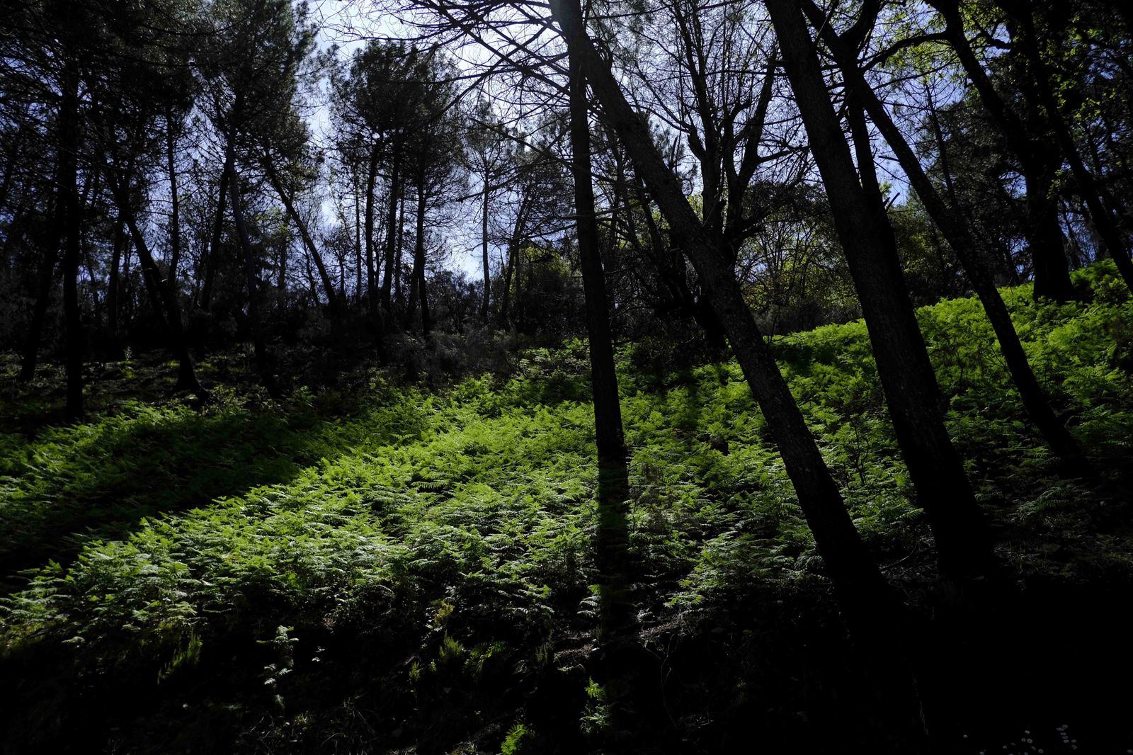 Así se recupera Sierra Bermeja tras el incendio (fotos)