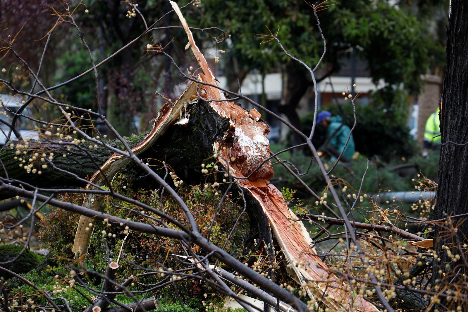 Los daños del último temporal que ha pasado por Córdoba, en imágenes