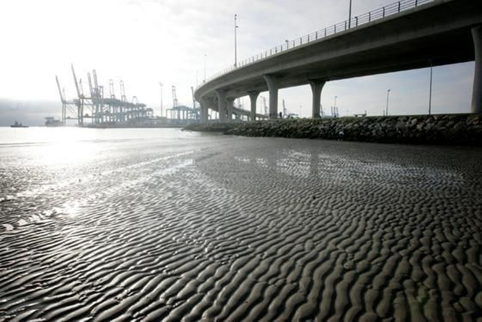 La marea histórica se vivió en las playas del Campo de Gibraltar con mucha espectación, sobre todo en la de Poniente de La Línea y El Rinconcillo de Algeciras./Fotos:Paco Guerrero/Shus Terán/J.M.Quiñones

Foto: Paco Guerrero/J.M.Q./Shus Teran/