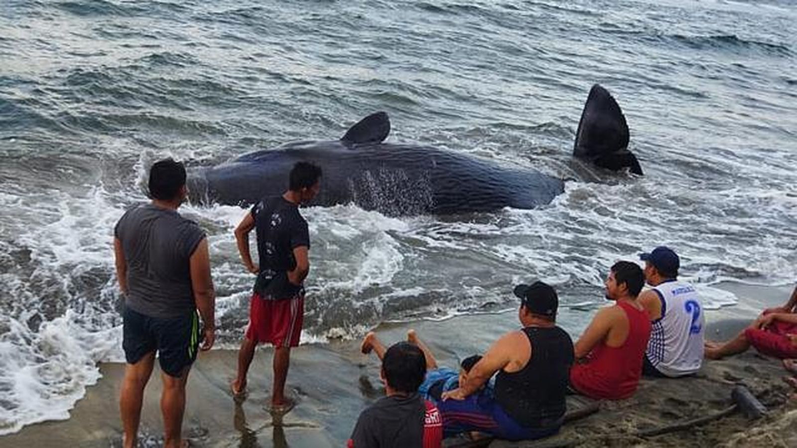Una ballena jorobada muere tras encallar en las costas mexicanas de Tabasco