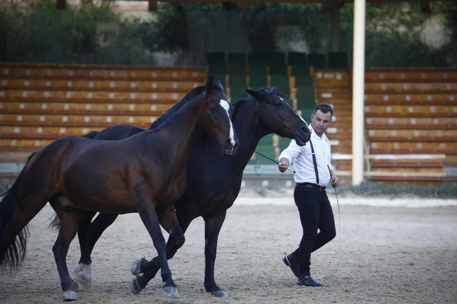El arranque del XXVII Concurso Morfológico de La Feria del Caballo de Córdoba, en imágenes