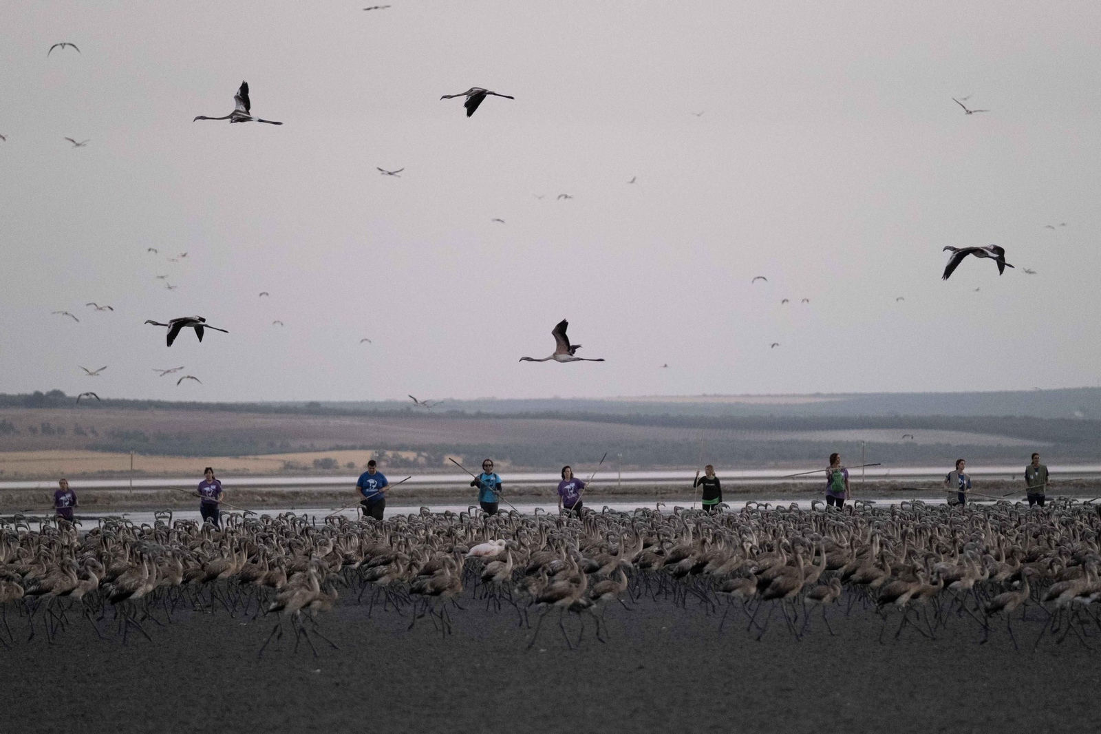 Anillamiento de flamencos en la Laguna de Fuente de Piedra, en imágenes