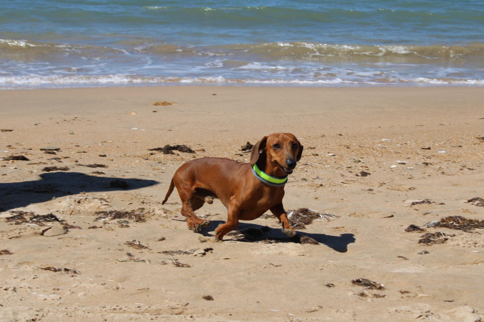 Uno de los perros acompañados que disfrutan de la playa canina de Rota este verano 2024.