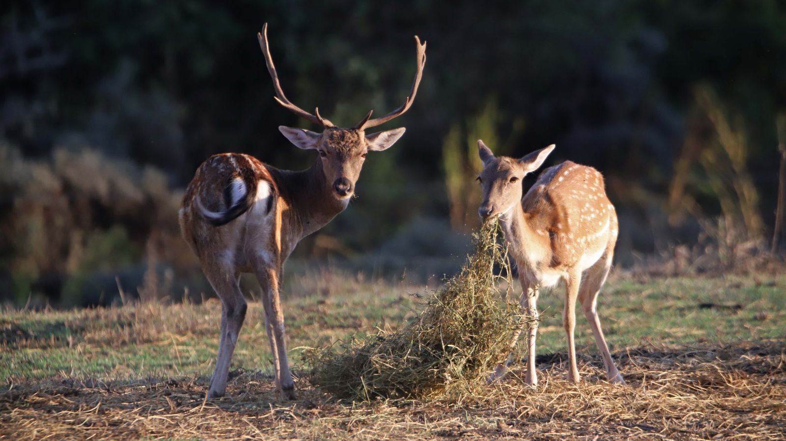Fotos de la berrea en el Campo de Gibraltar