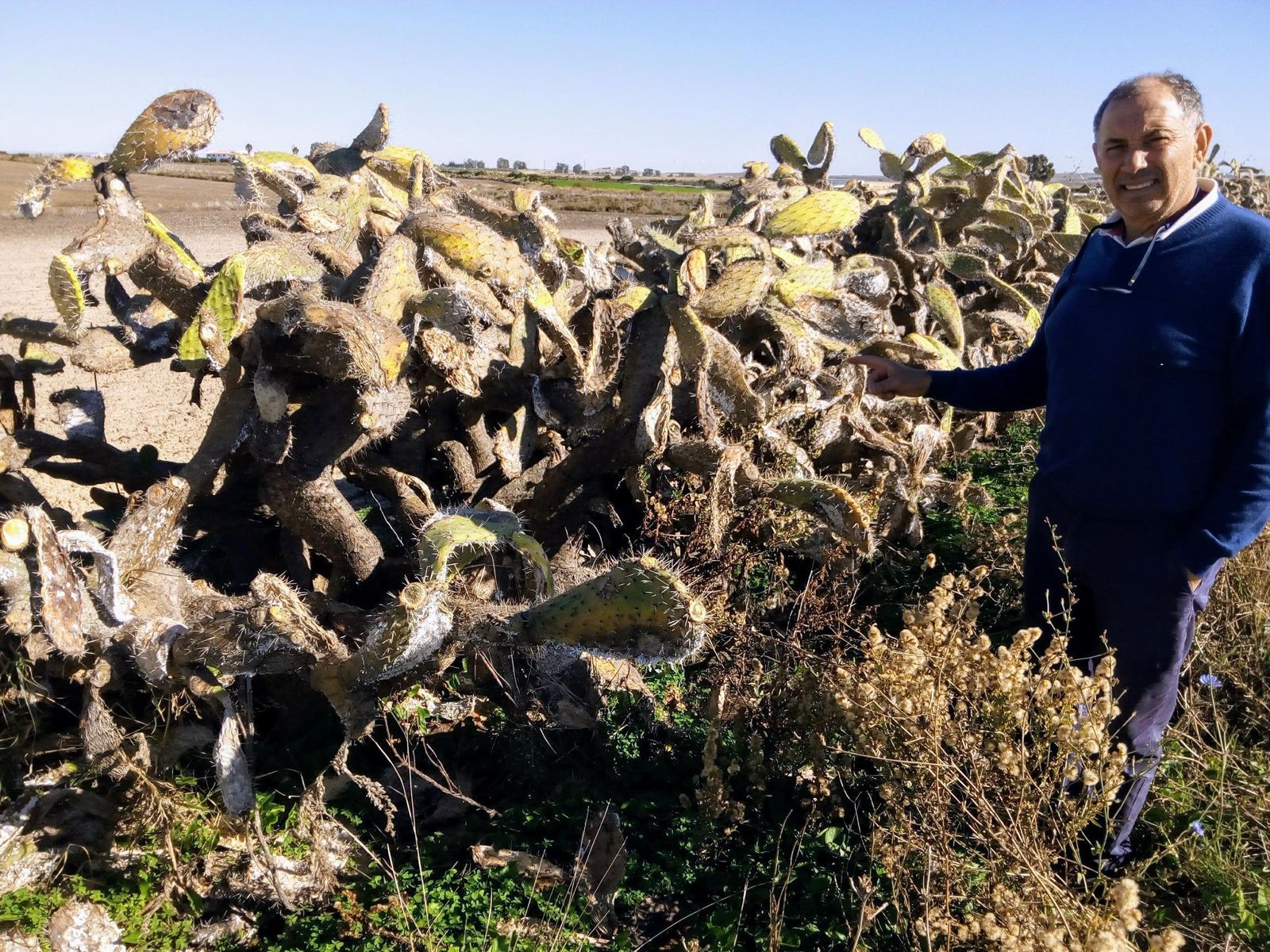 El técnico agrícola sanluqueño Rafael Pacheco mostrando una de las chumberas afectadas en la zona de El Bercial, en el término municipal de Rota.