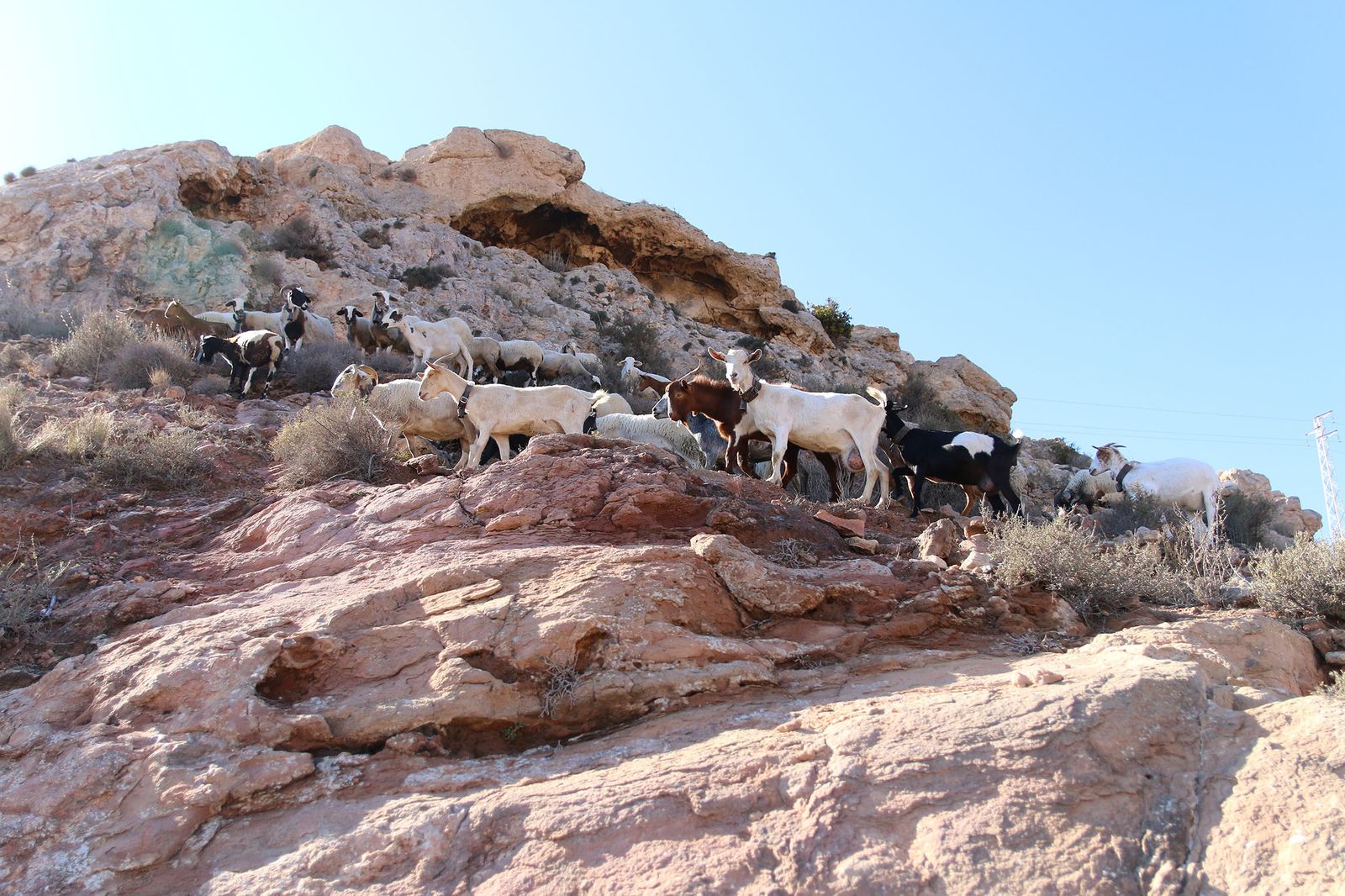 Seis investigados por el robo de 150 cabras en la Costa