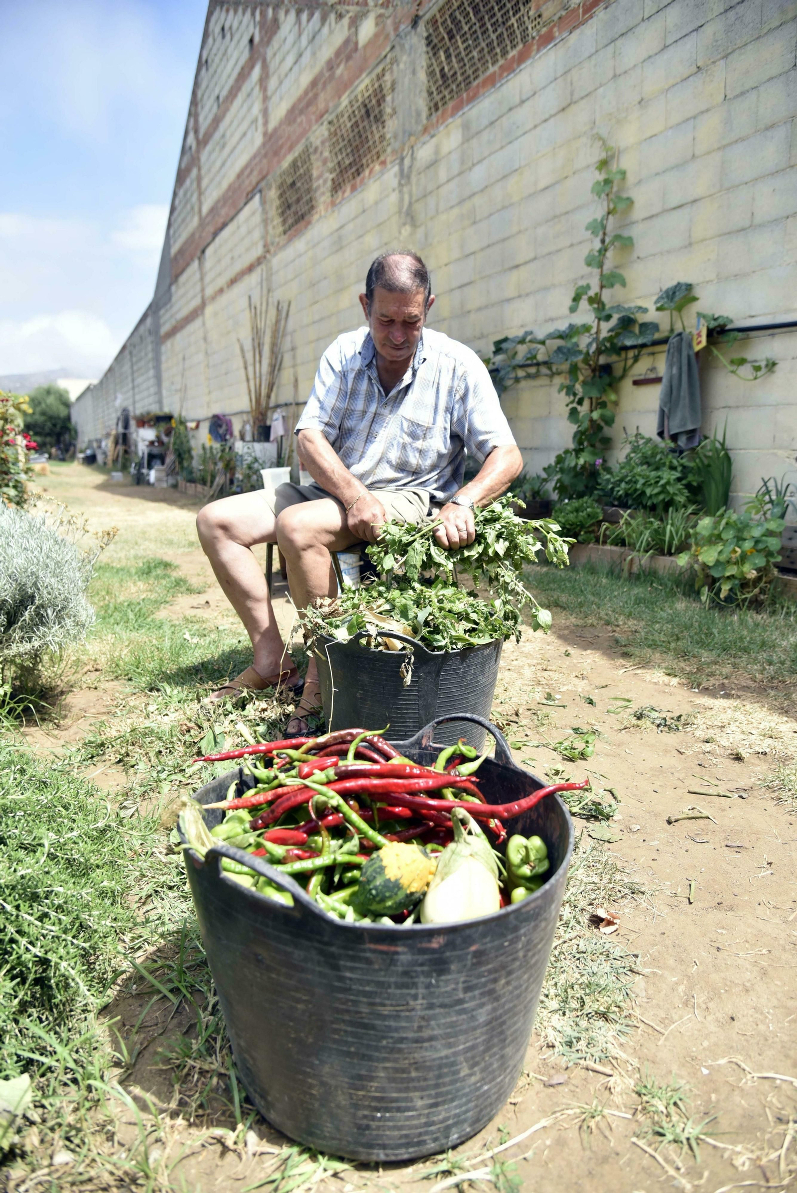 Un hombre trabaja en uno de los huertos de Despierta