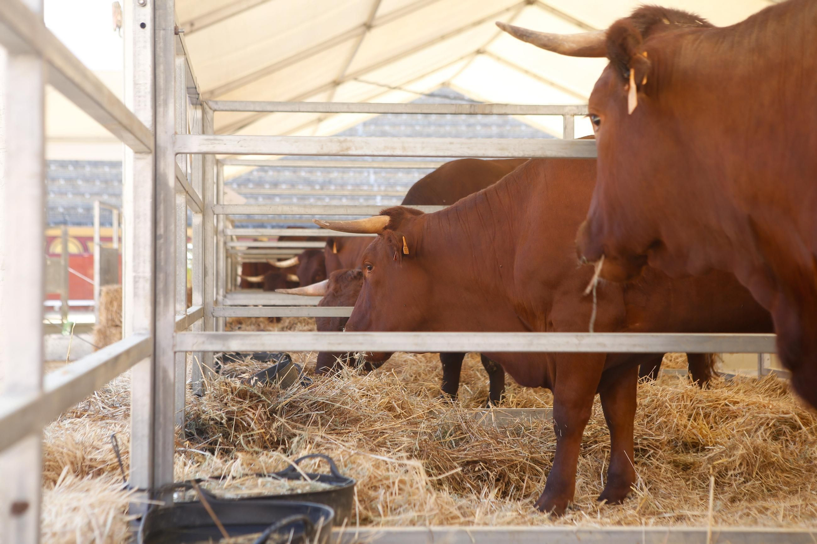 Fotos de la 147 feria del ganado en Algeciras