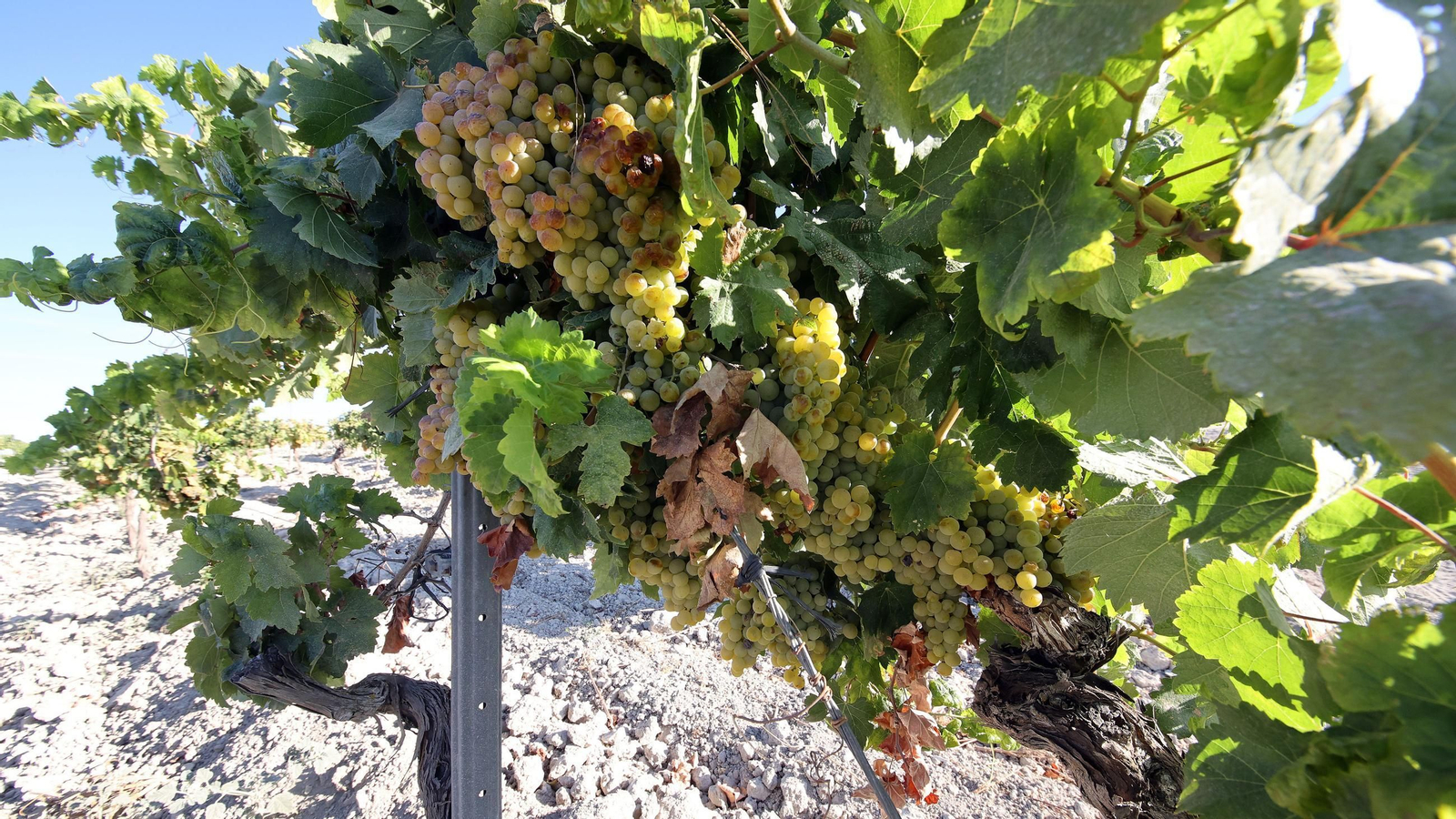 Vendimia a mano en la Viña El Caribe en Jerez
