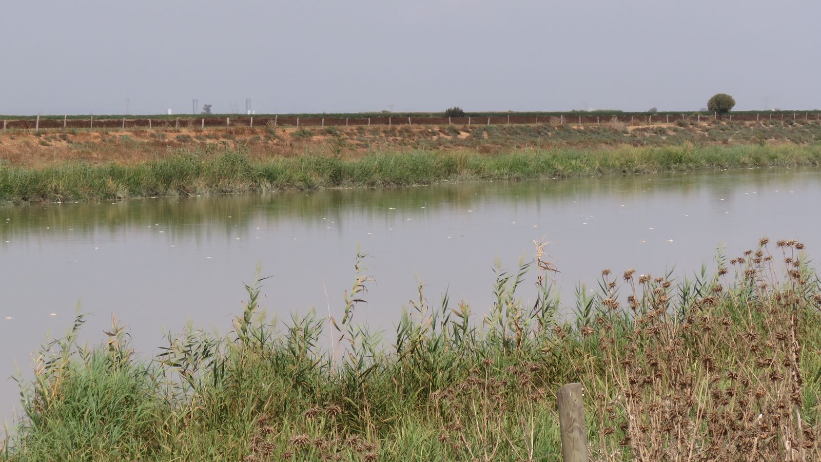 Otra perspectiva del cauce final del Gaudaíra, con peces muertos flotando.