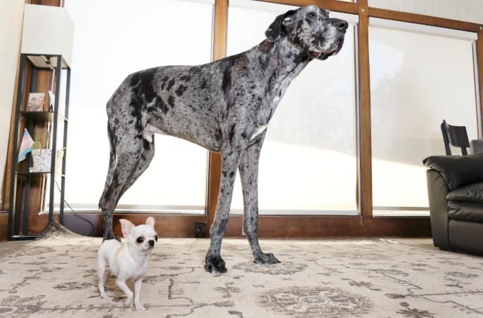 Los perros más grande y más pequeño del mundo