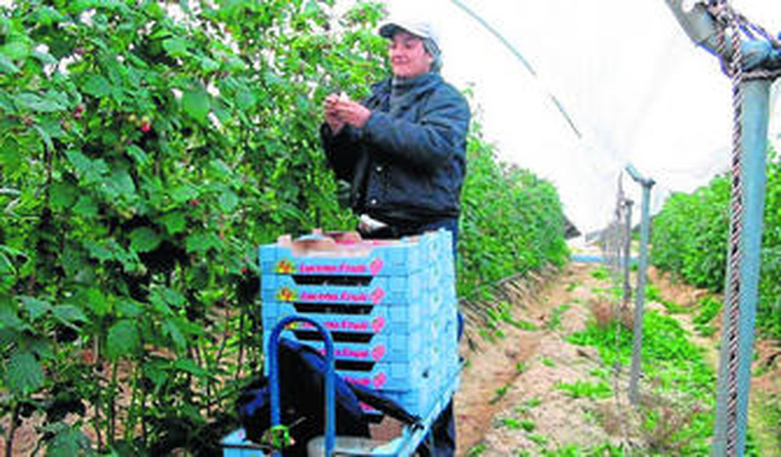 Un temporero recolecta frambuesa durante la campaña pasada.