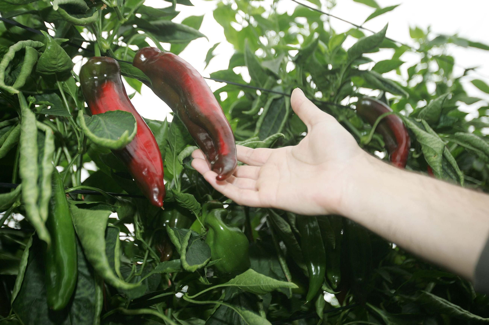 Pimientos en invernadero.