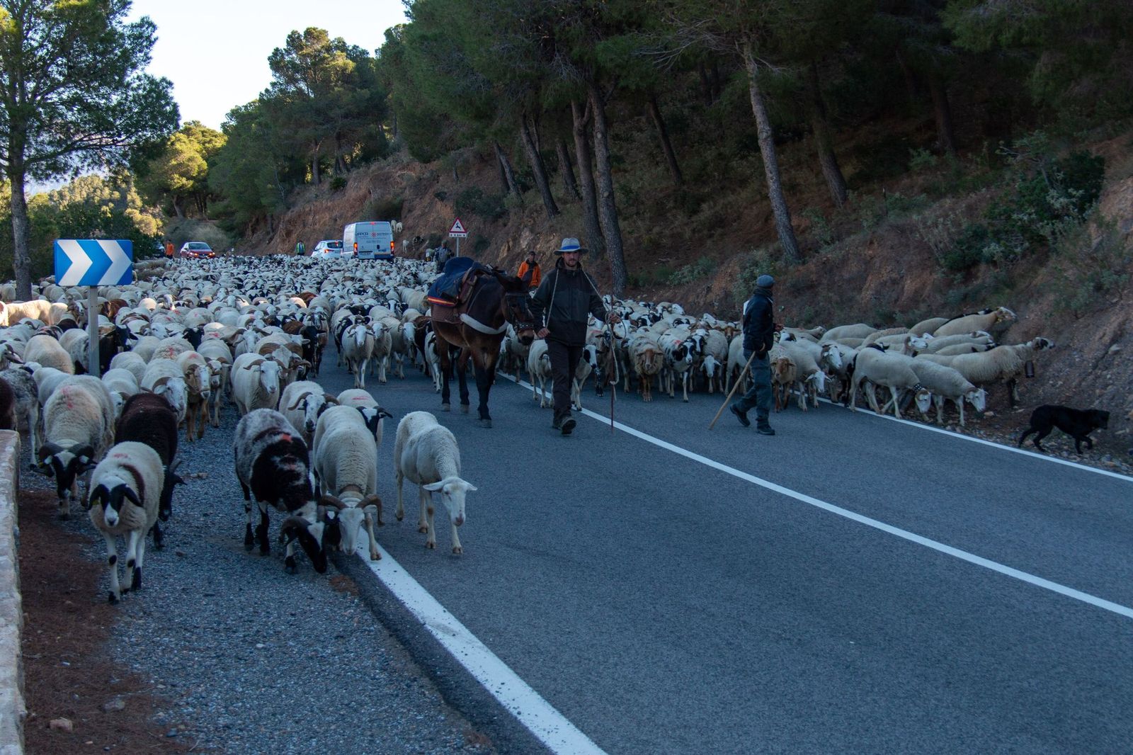 Jorge Gallegos con parte de su ganado