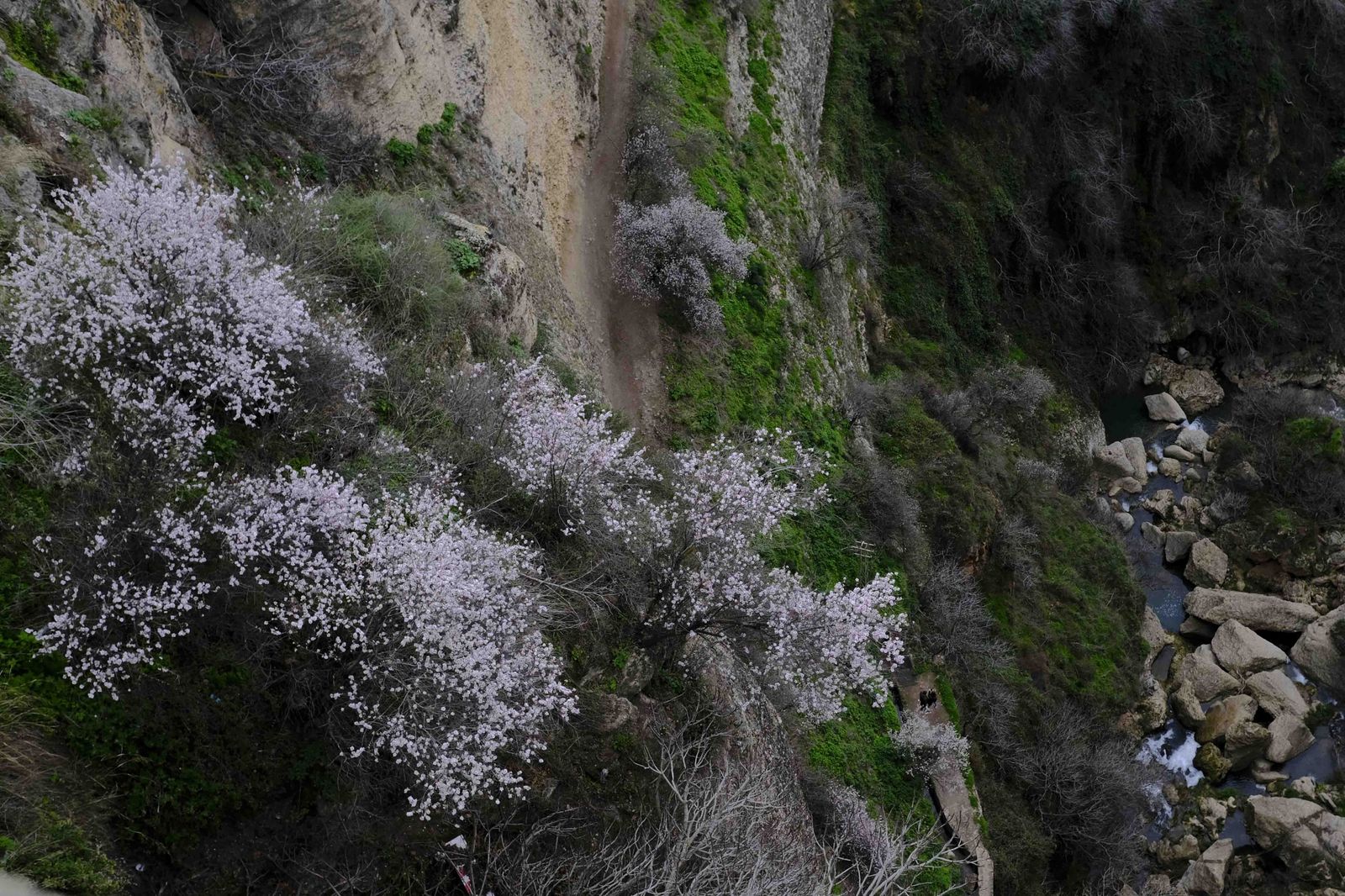 Así lucen los almendros del interior de Málaga en plena floración