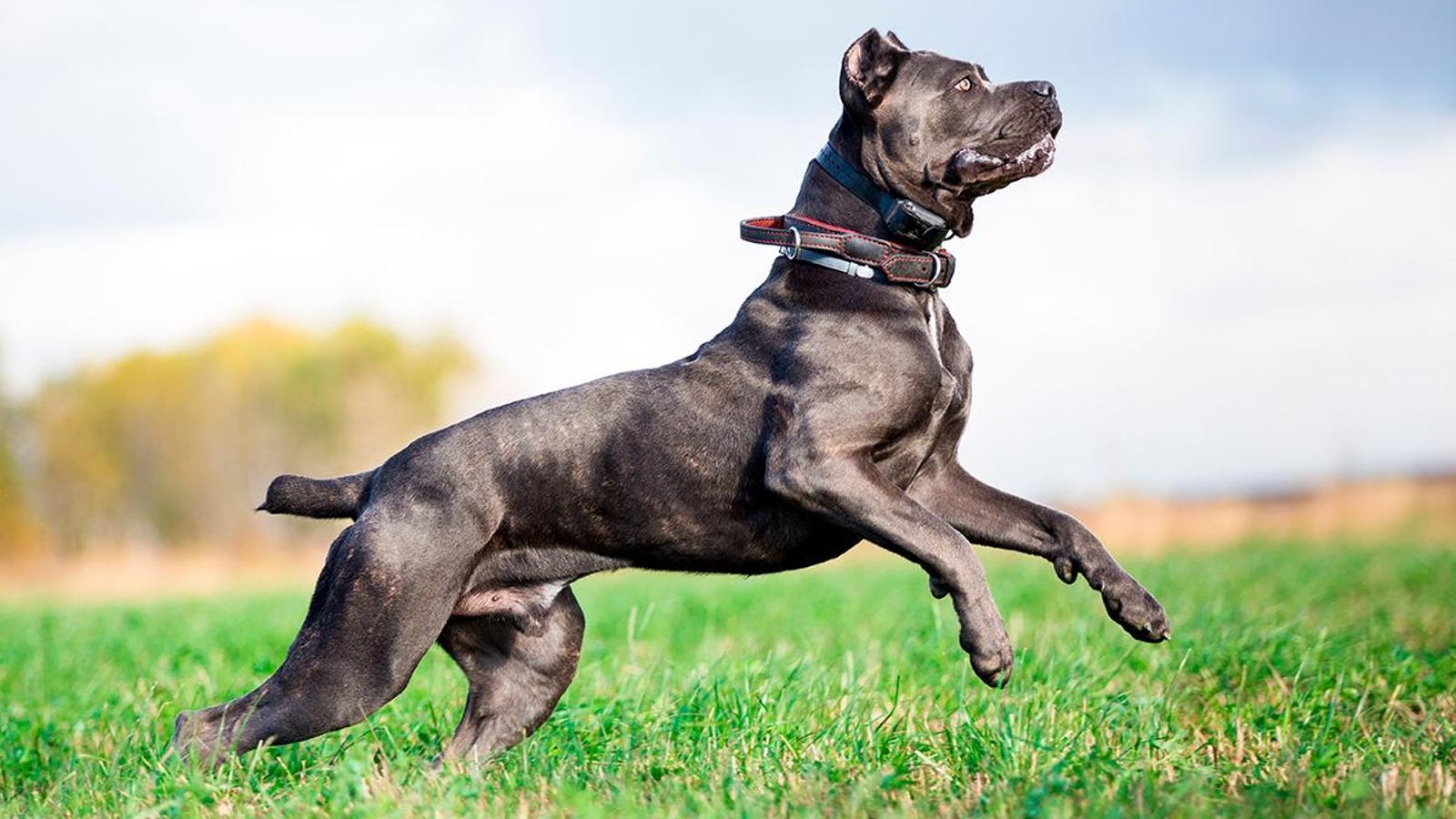 cane-corso