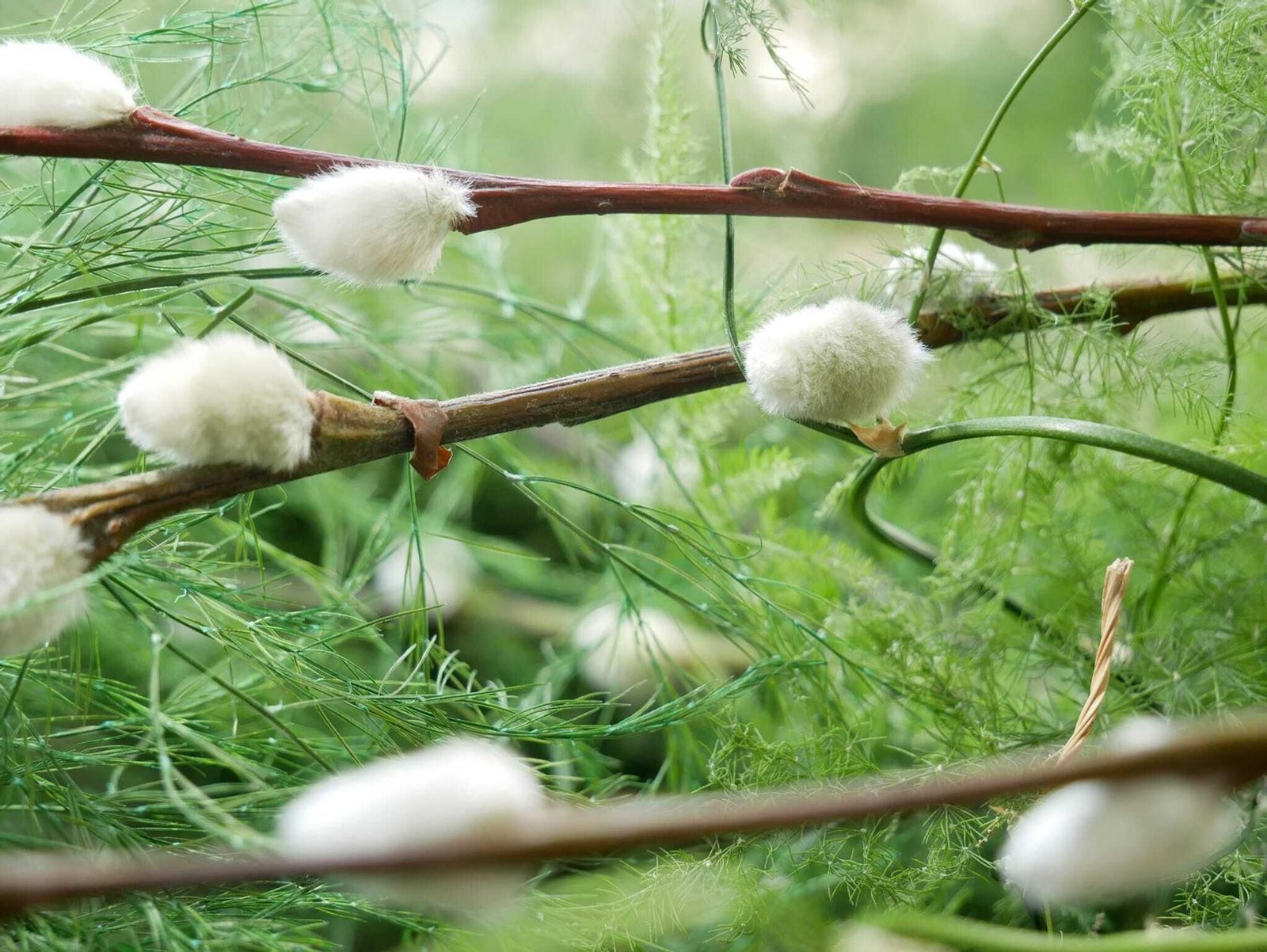 Un paseo en imágenes por las Calles en Flor de Cañete de las Torres