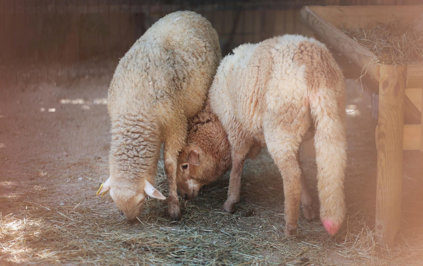 Dos ovejas, en la nueva granja de animáles domésticos del Zoo de Jerez.
