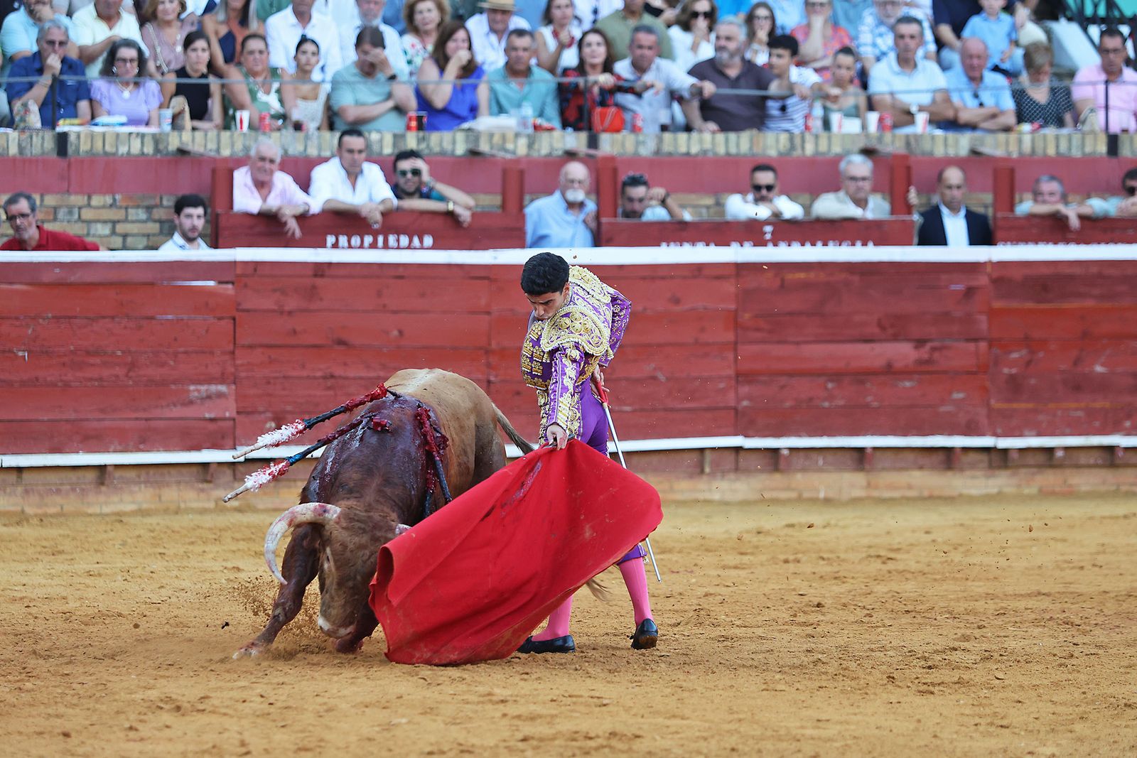Toros La Merced 2024 Novillada con picadores(