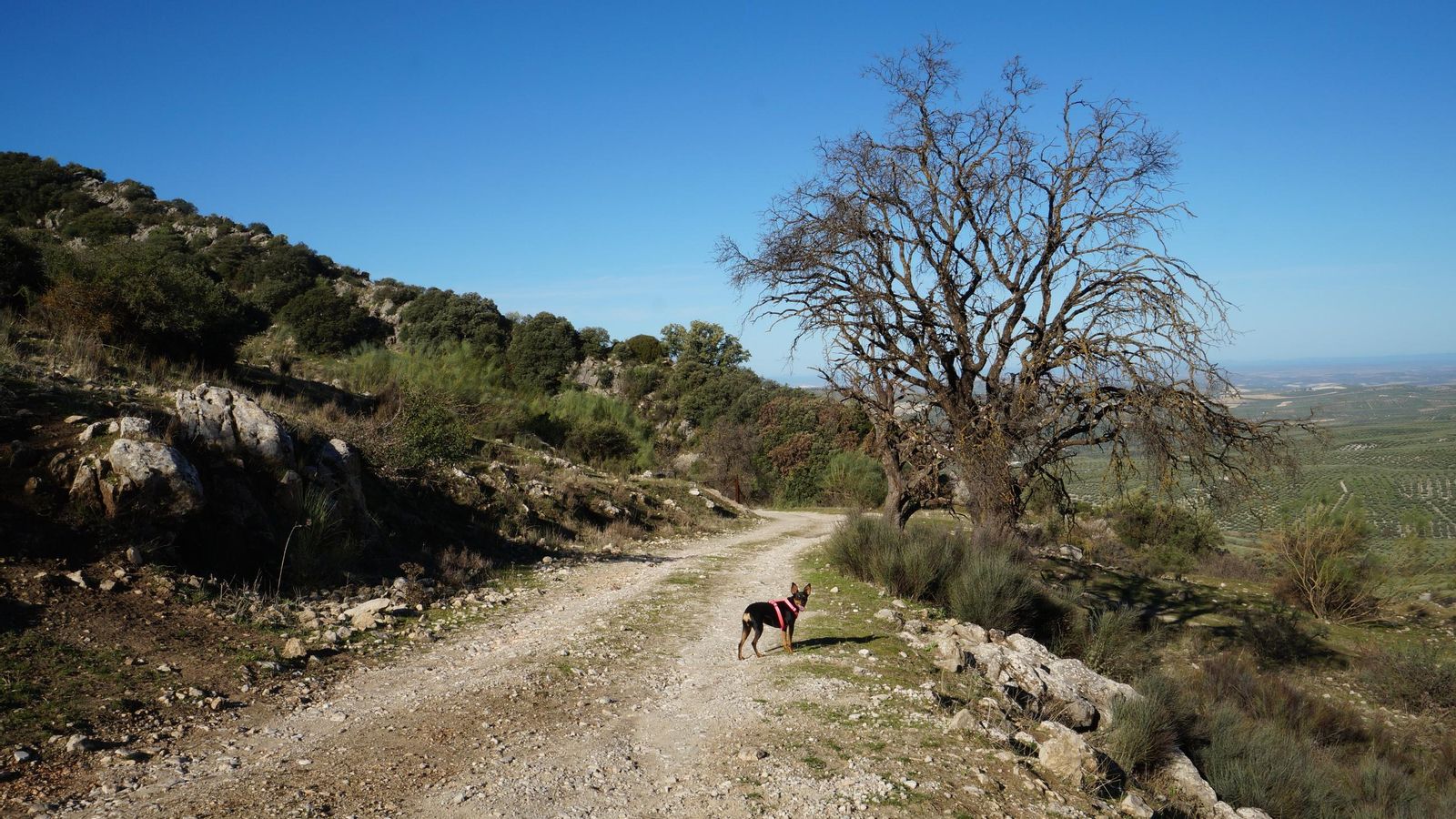 Un camino en la Subbética.