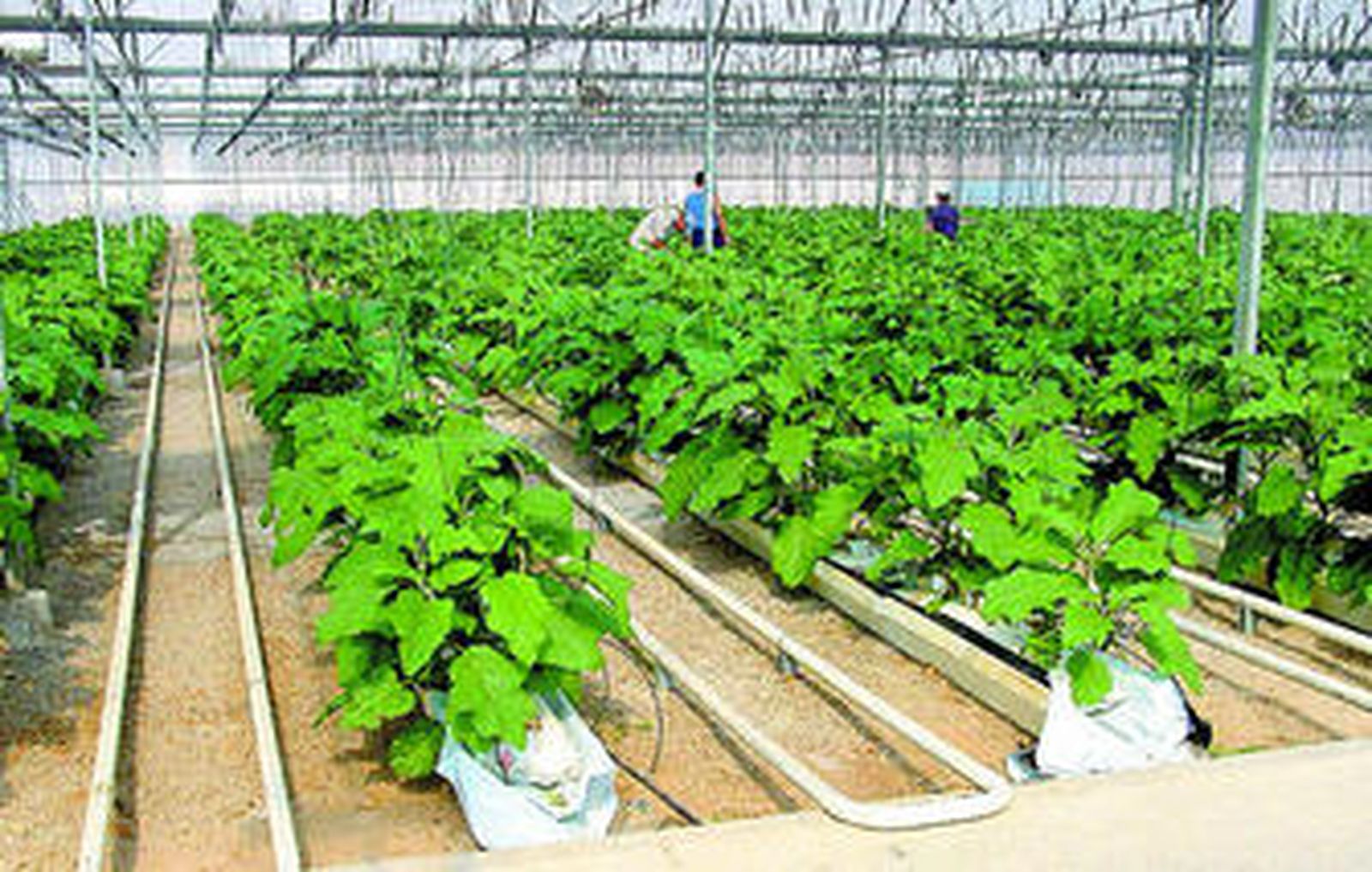 La berenjena comienza ahora a cortarse y comercializarse.