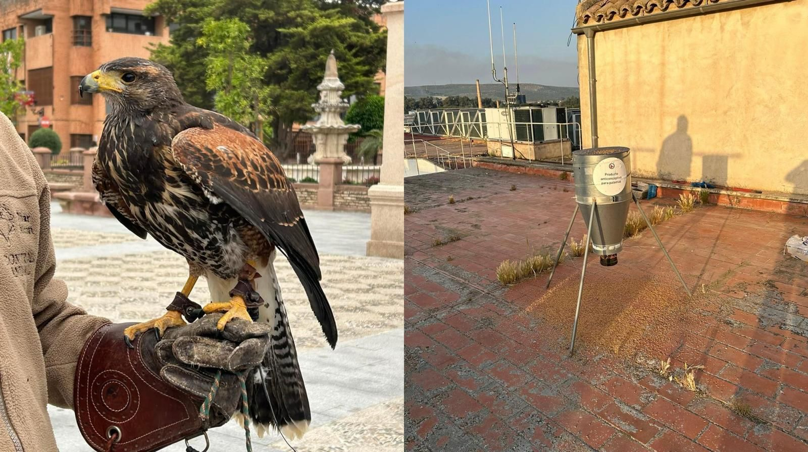 Águila Harris a la izquierda y a la derecha trampas de captura. Águila Harris a la izquierda y a la derecha trampas de captura.