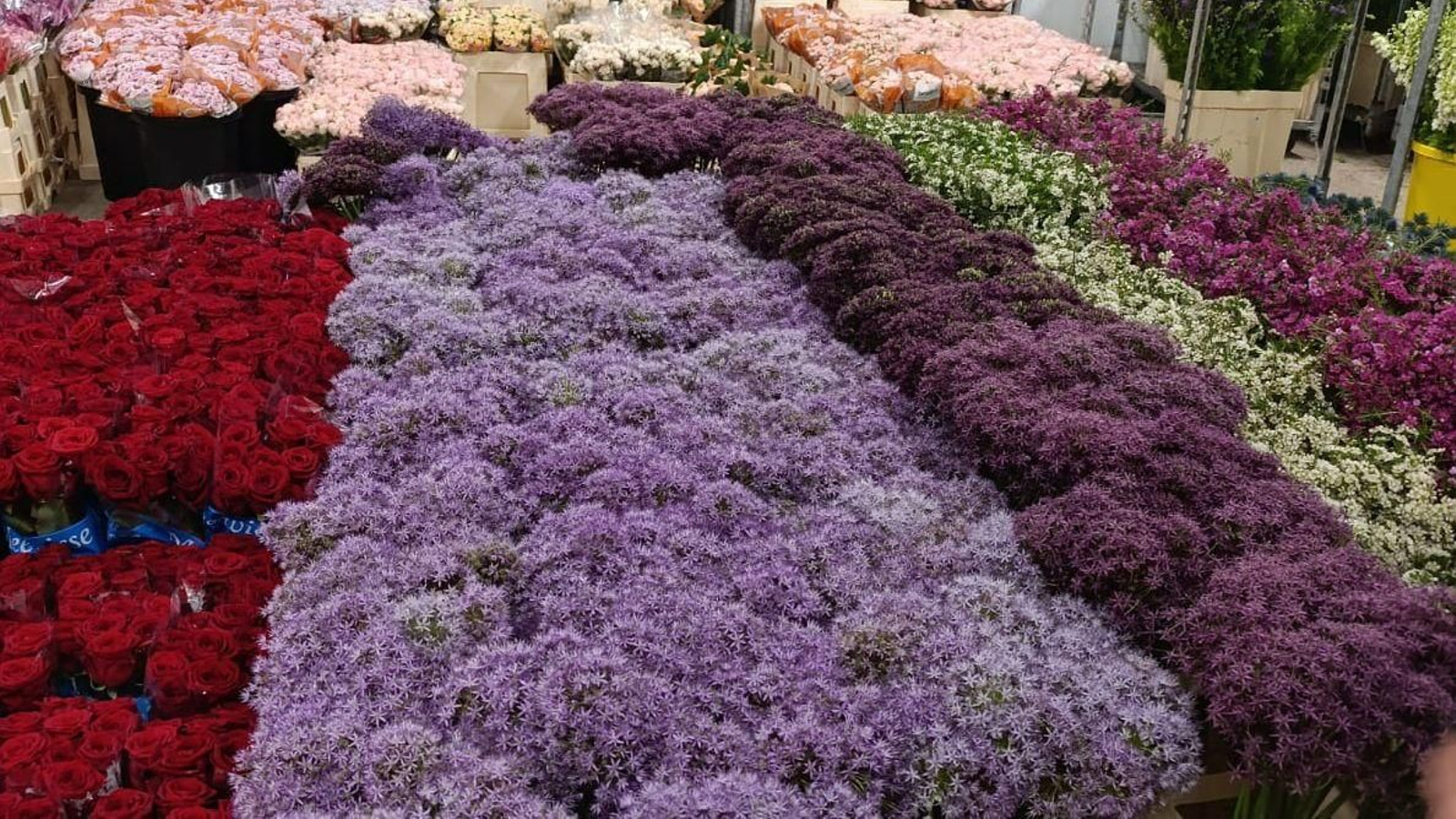 Flores cultivadas en Chipiona para Semana Santa. Flores cultivadas en Chipiona para Semana Santa.