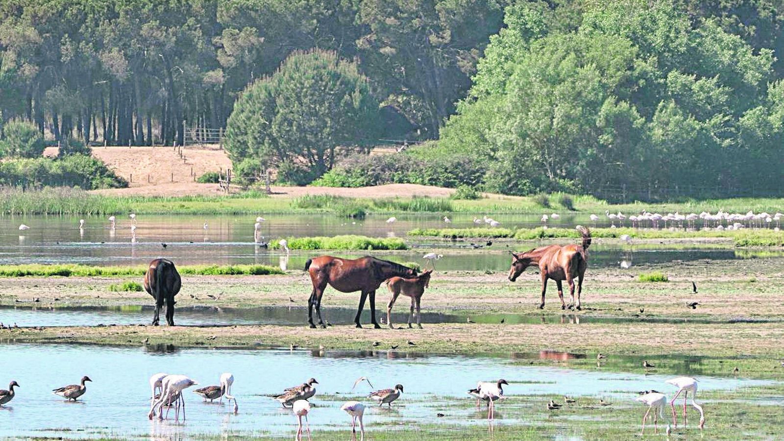 Caballos en las marismas de Doñana en Almonte (Huelva)