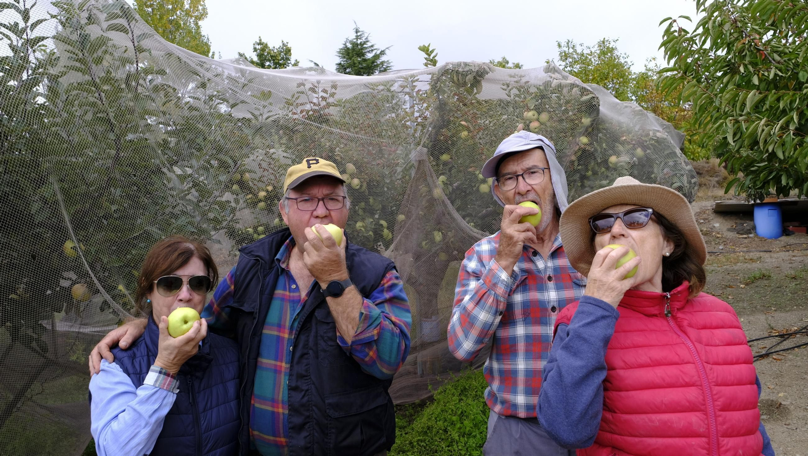 Las manzanas de Paterna, un manjar en imágenes