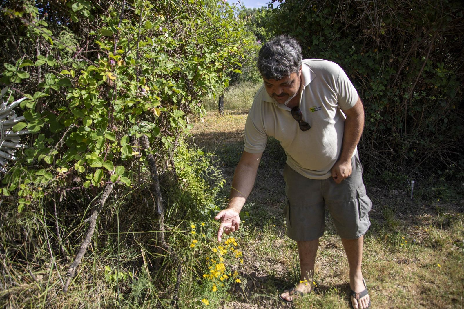 El jardin de lavandas en Benecid