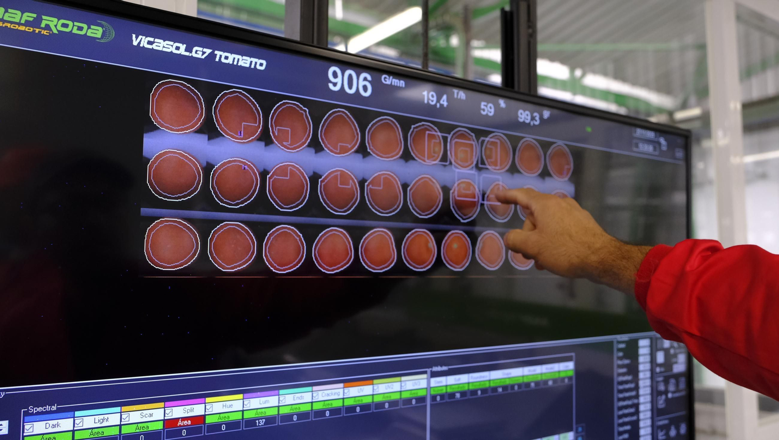 Tomates del campo almeriense para los lineales de los supermercados, en imágenes