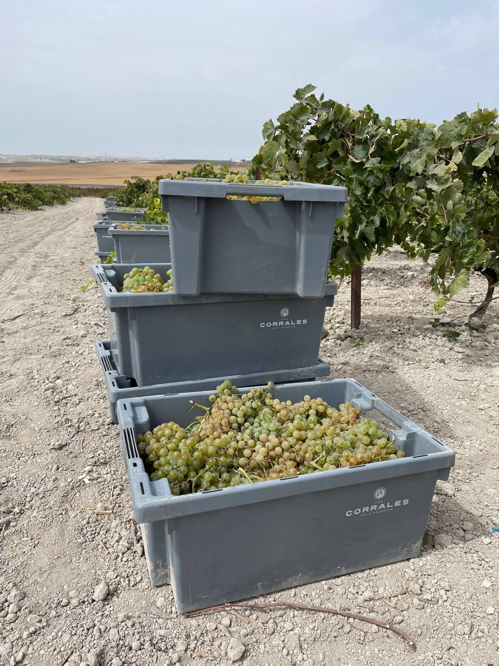 Varias espuertas de uva del fino Viña Corrales. Varias espuertas de uva del fino Viña Corrales.