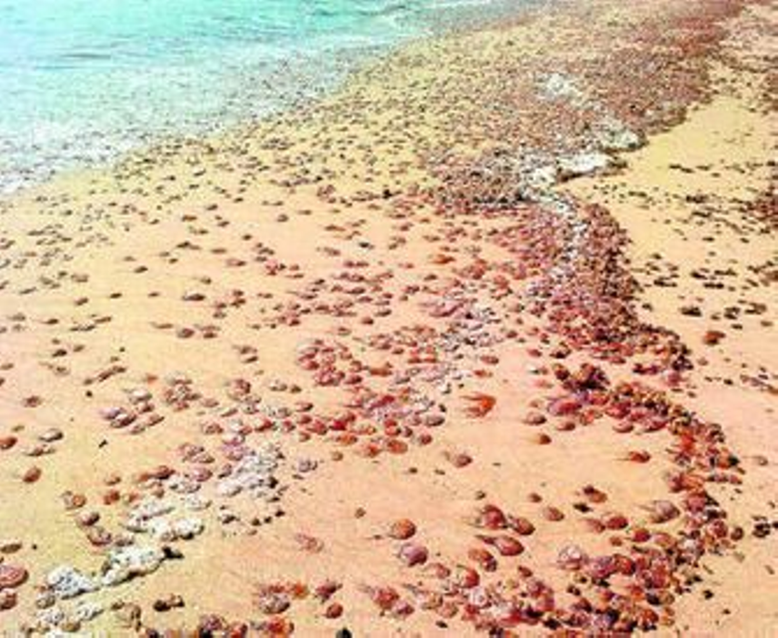 Imagen del manto de medusas que cubría ayer la orilla de la playa de Getares, en Algeciras.